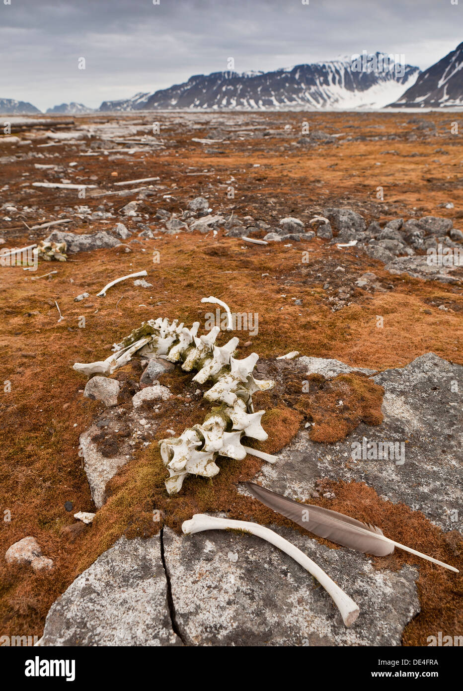 Walrus bones, Smeerenburg, Spitsbergen Island, Svalbard, Norway Stock Photo