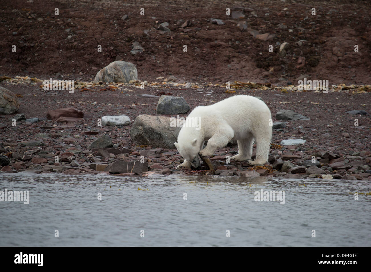 Polar Bear, Spitsbergen Island, Svalbard, Norway Stock Photo
