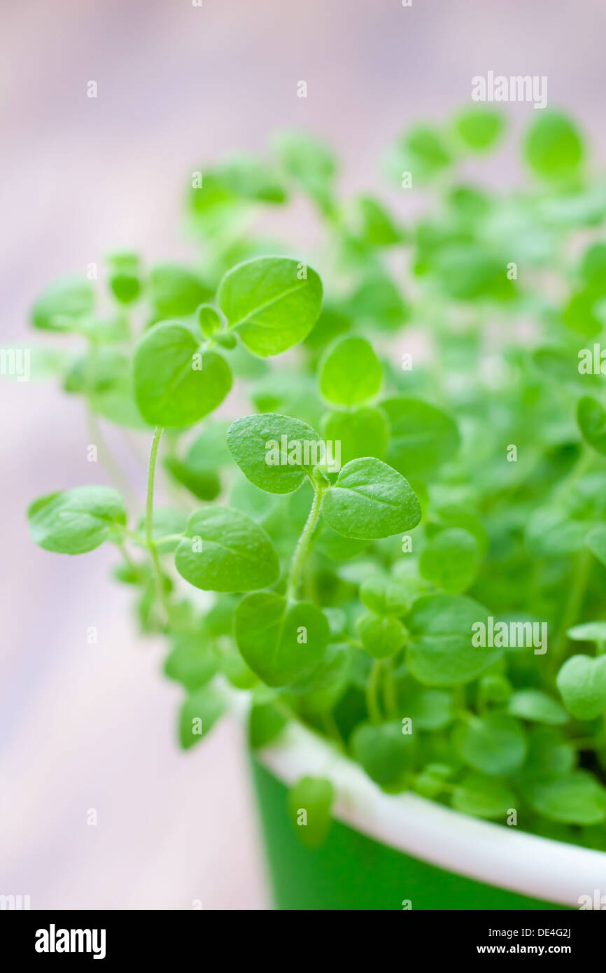 Oregano leaf hires stock photography and images Alamy