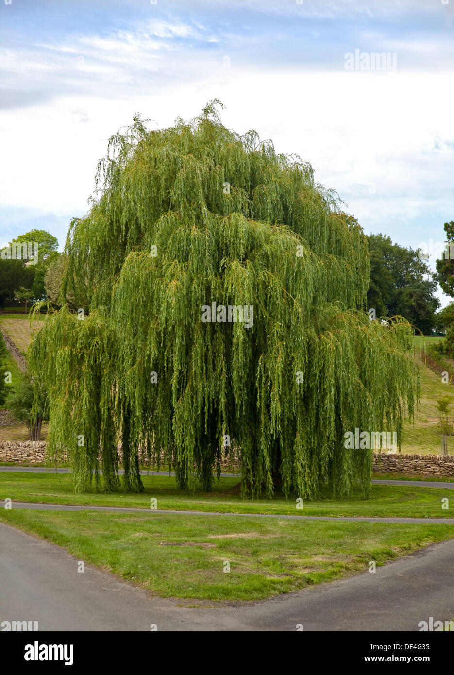 Weeping Willow Tree, Eastleach Turville, Gloucestershire, England Stock Photo