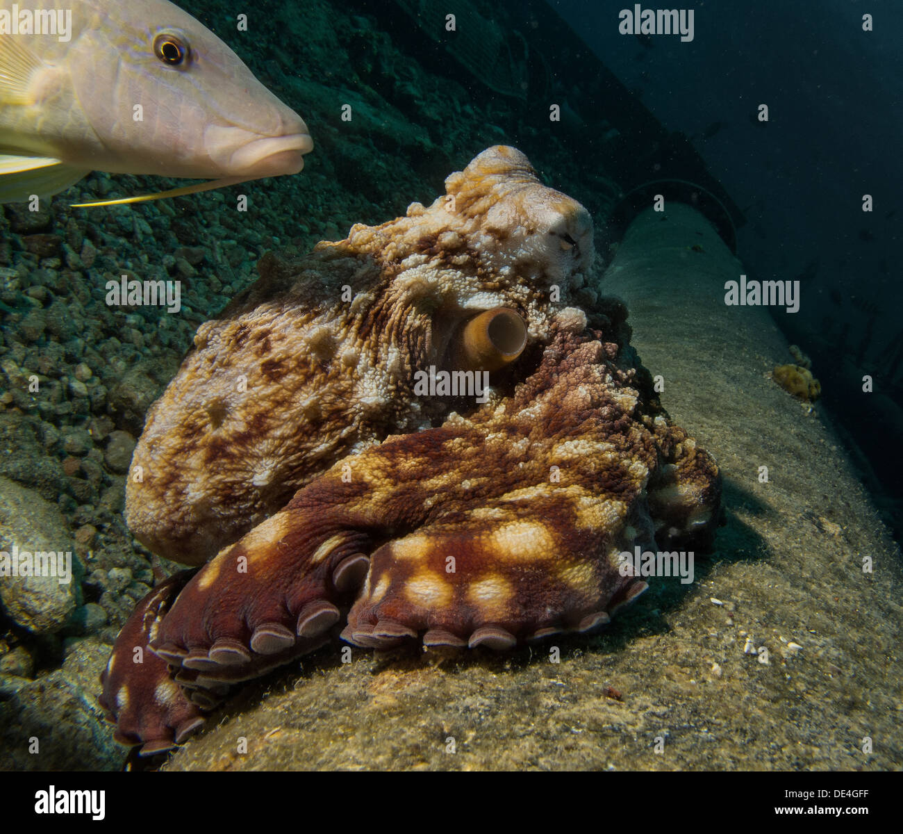 Octopus Fish High Resolution Stock Photography and Images - Alamy