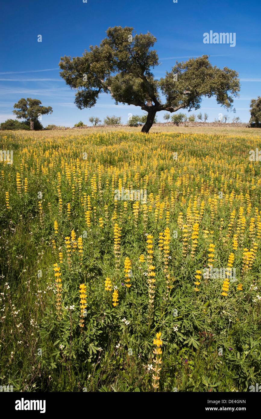 Spring landscape in the fields of Medelim, near Monsanto IdanhaaNova