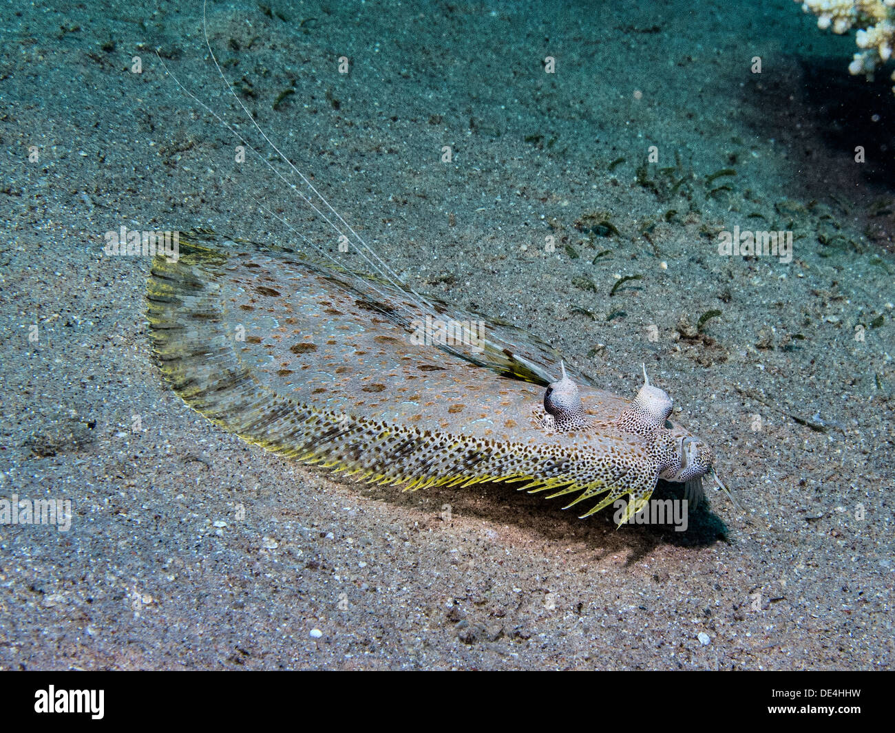 Leopard flounder Stock Photo
