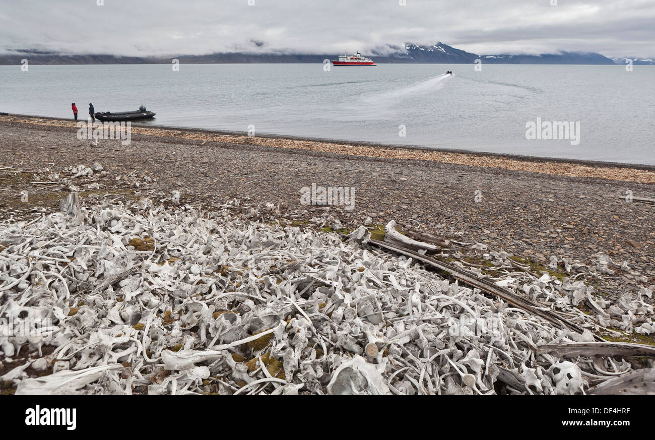 Beluga Whale bones, Ahlstrandodden, Spitsbergen, Norway Stock Photo