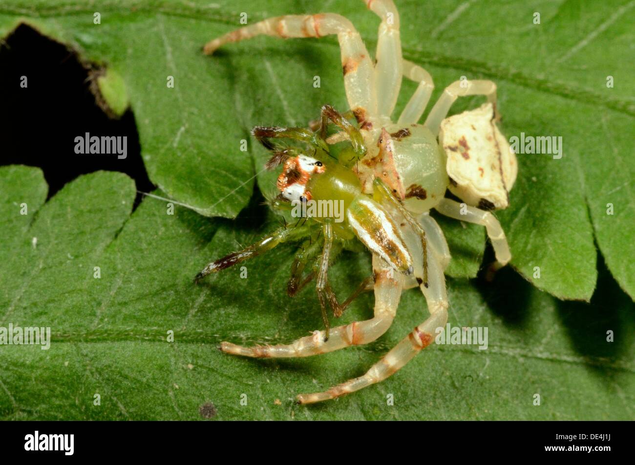 Crab spider eating jumping spider Stock Photo Alamy
