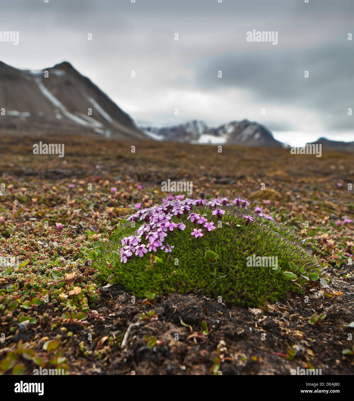 Moss campion (Silene acaulis) wild flowers, Ny Alesund, Spitsbergen, Norway Stock Photo