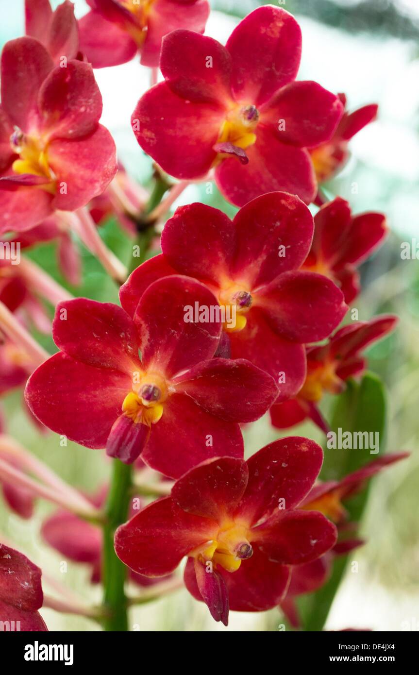 Orchids. Image taken at Orchid Garden, Kuching, Sarawak, Malaysia Stock