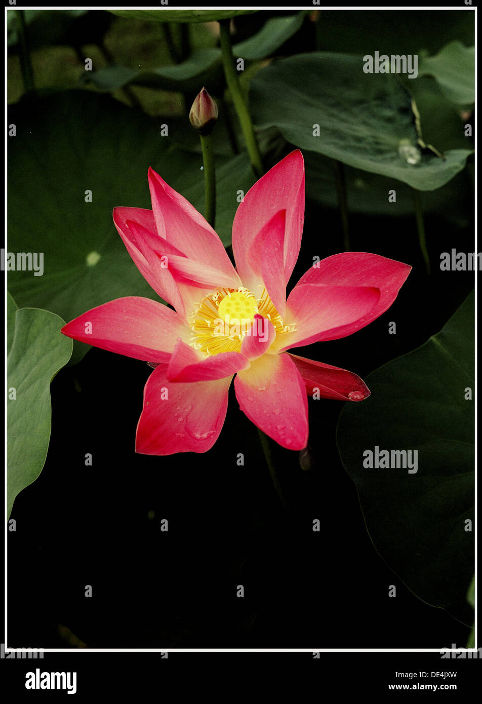 Red lotus flower Stock Photo Alamy