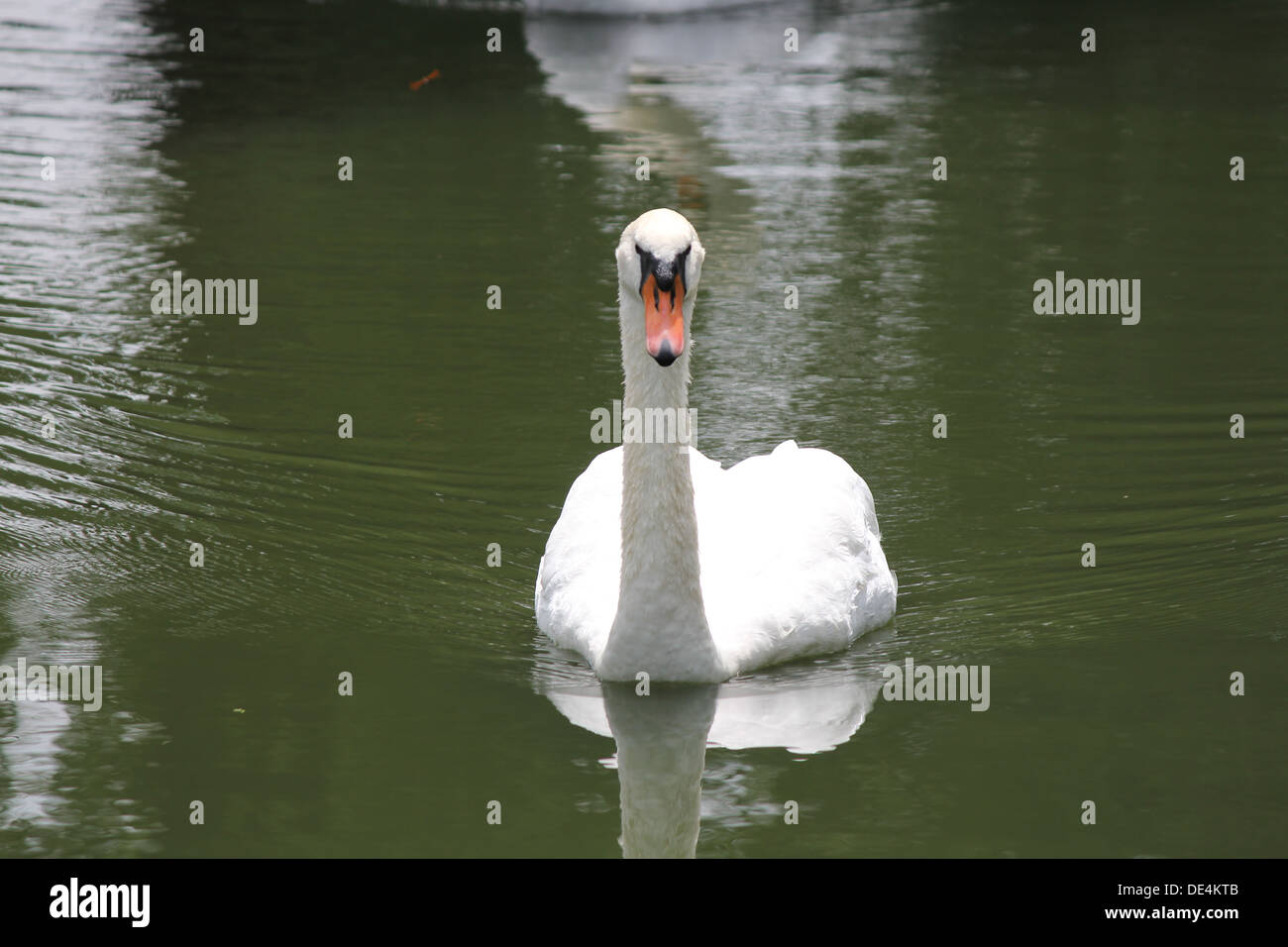 Swan leisurely swimming in a small man-made pond Stock Photo - Alamy