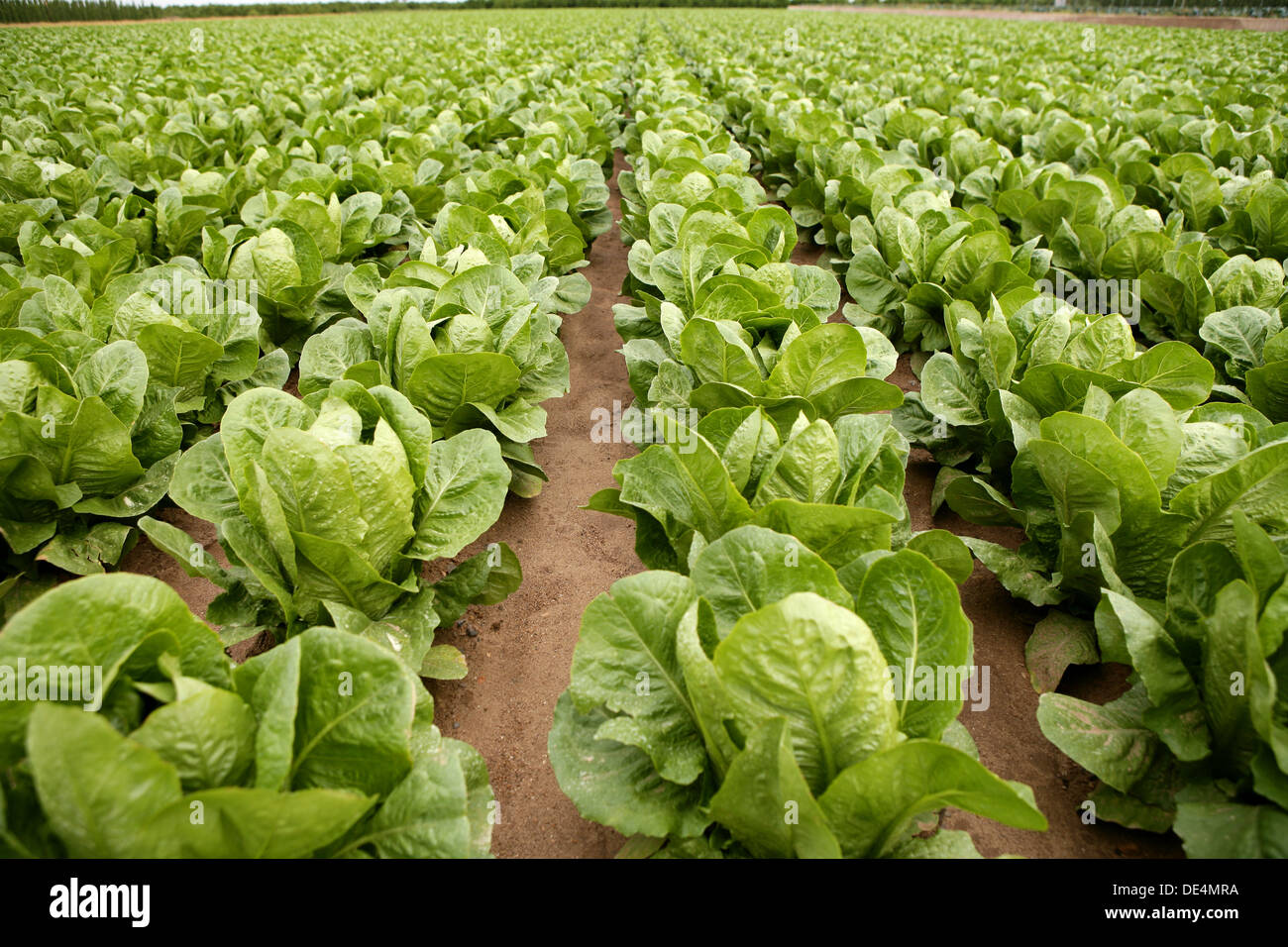 Green vegetables growing in the fields Stock Photo 60340430 Alamy