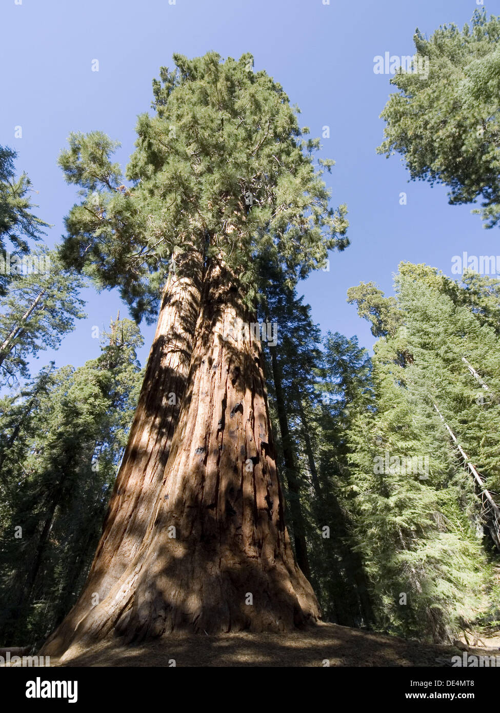 Old growth Redwood tree in Sequoia National Park, California Stock