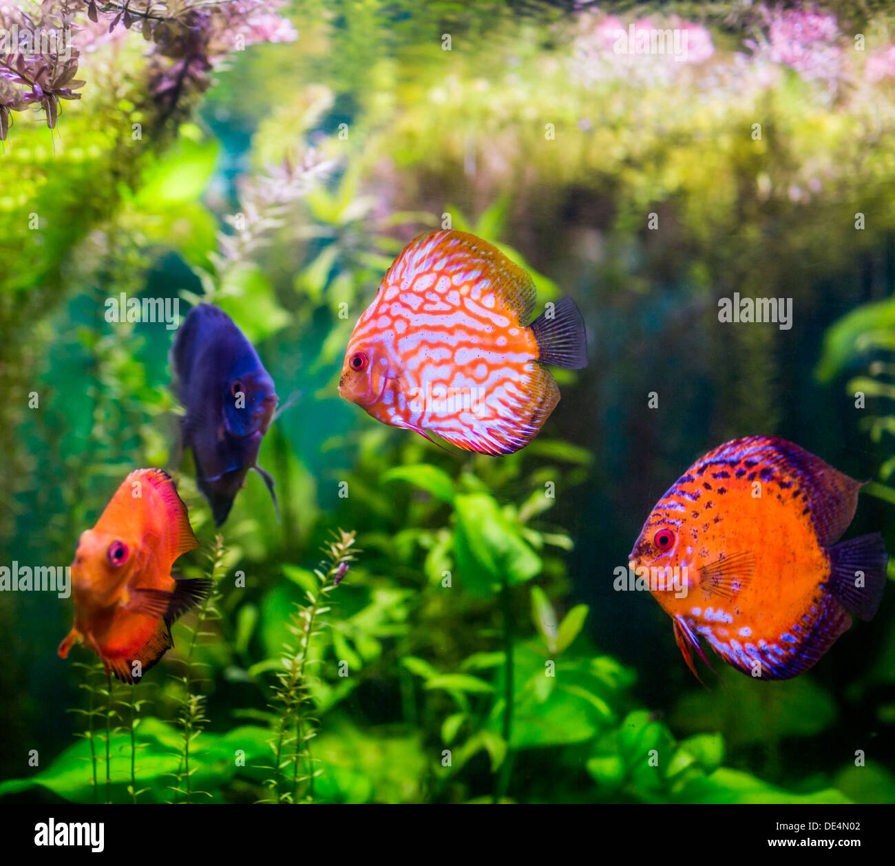 Symphysodon discus in an aquarium on a green background Stock Photo