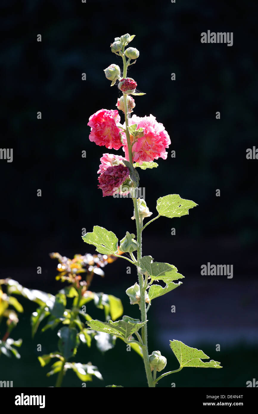 Hollyhock against a dark background Stock Photo