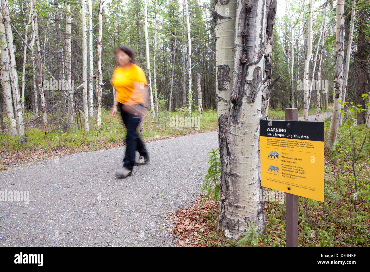 Hiking, Denali National Park and Preserve, Alaska, U.S.A Stock Photo