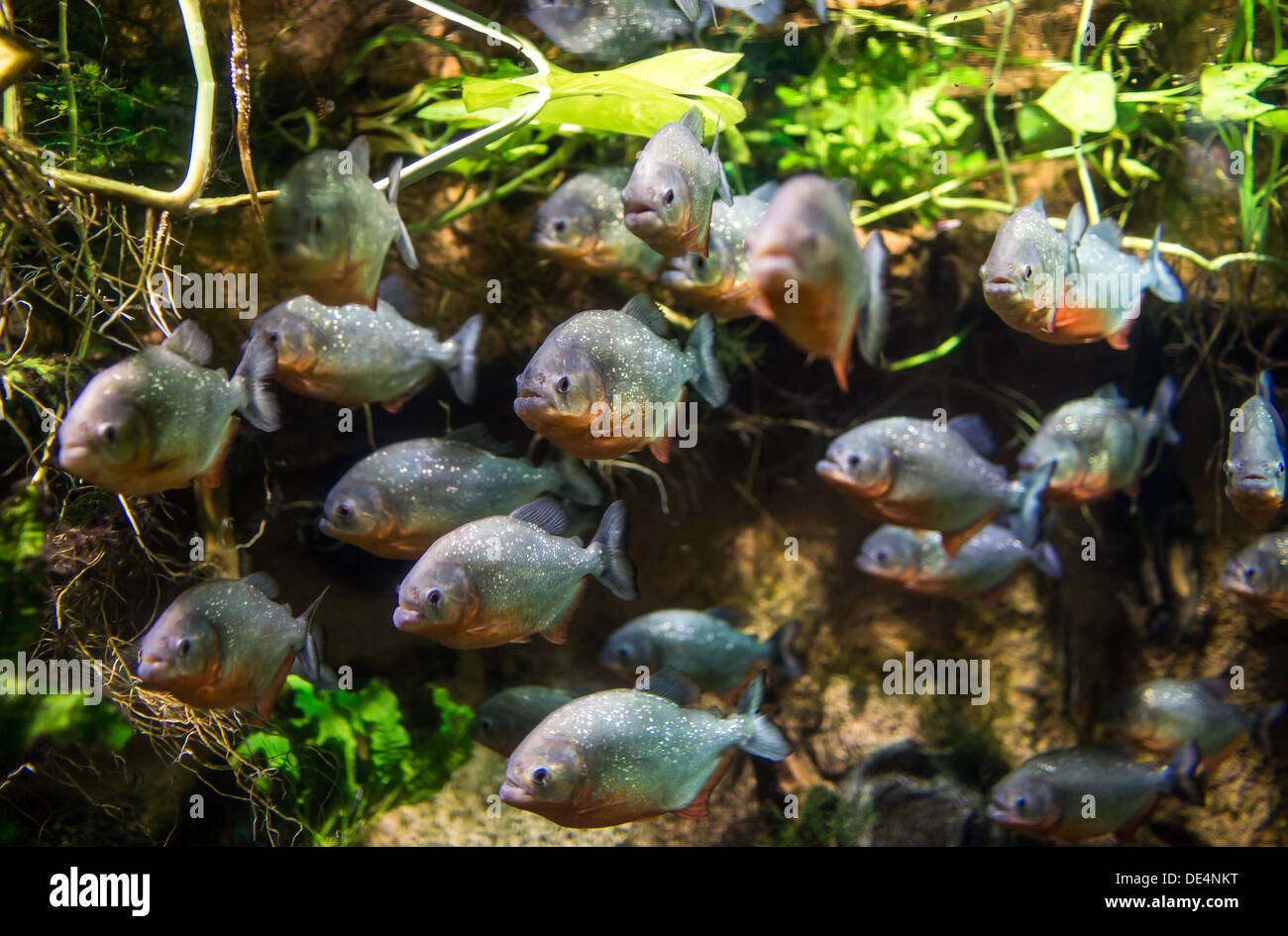 Piranha (Colossoma macropomum) in an aquarium on a green background Stock Photo
