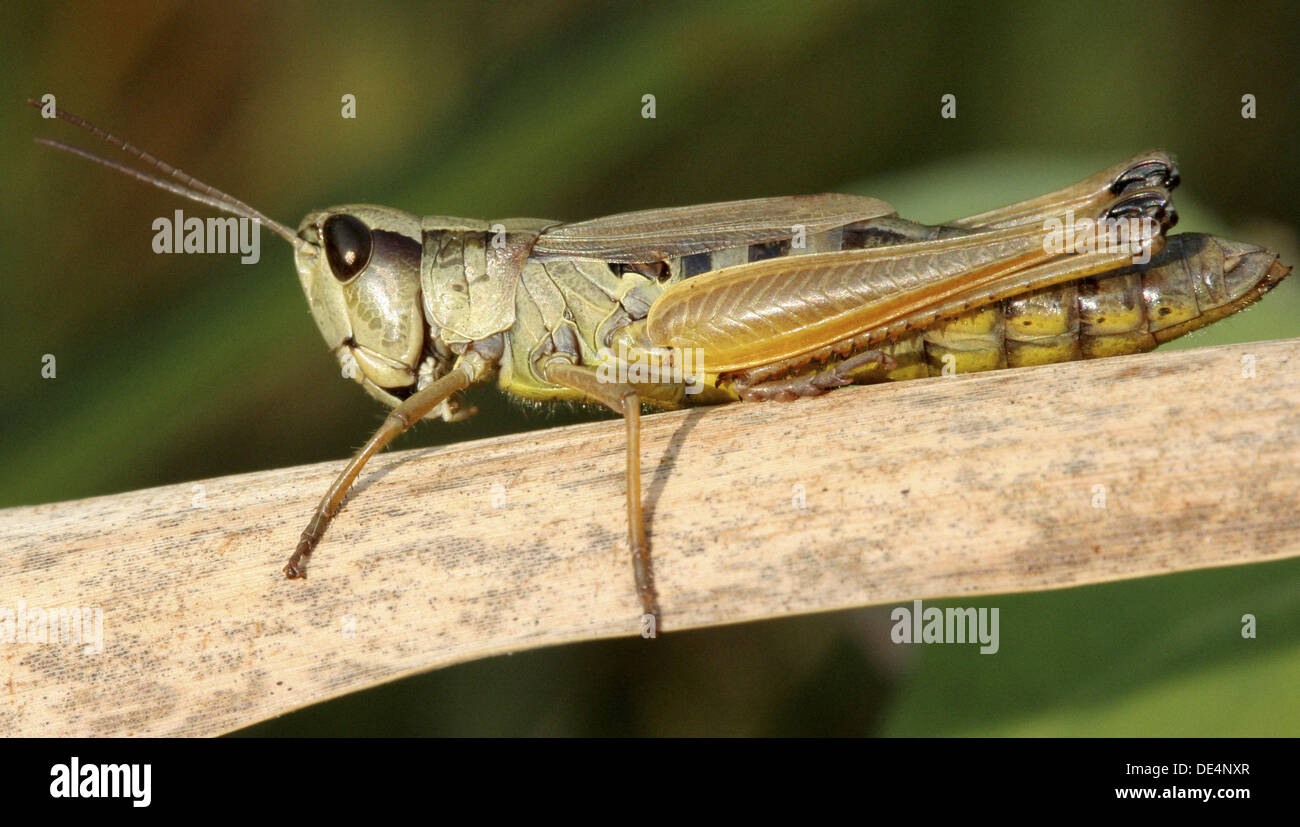 Short-horned grasshopper. Insecta. Orthoptera. Acrididae. Michigan, USA. Stock Photo