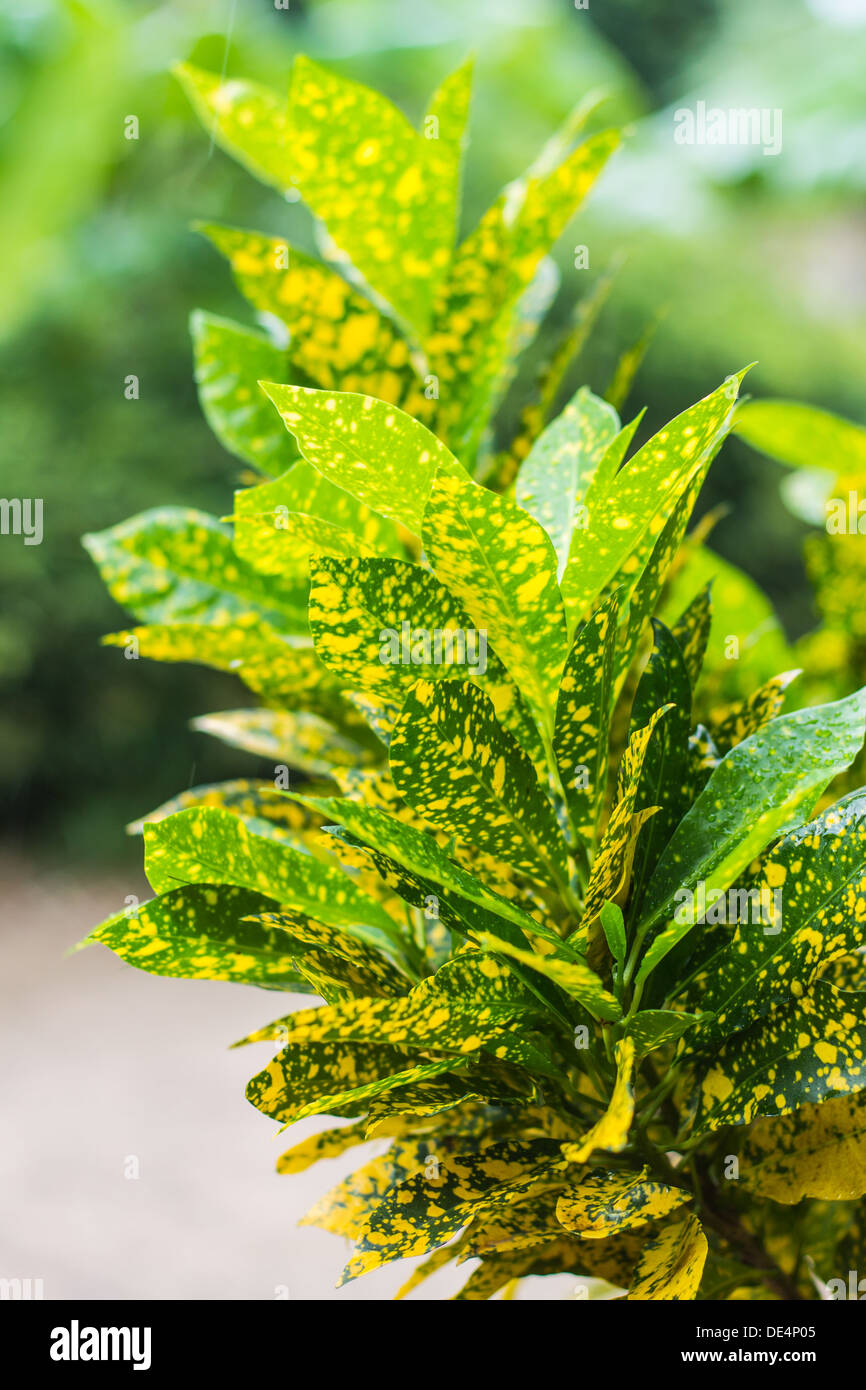 Codiaeum hi-res stock photography and images - Alamy
