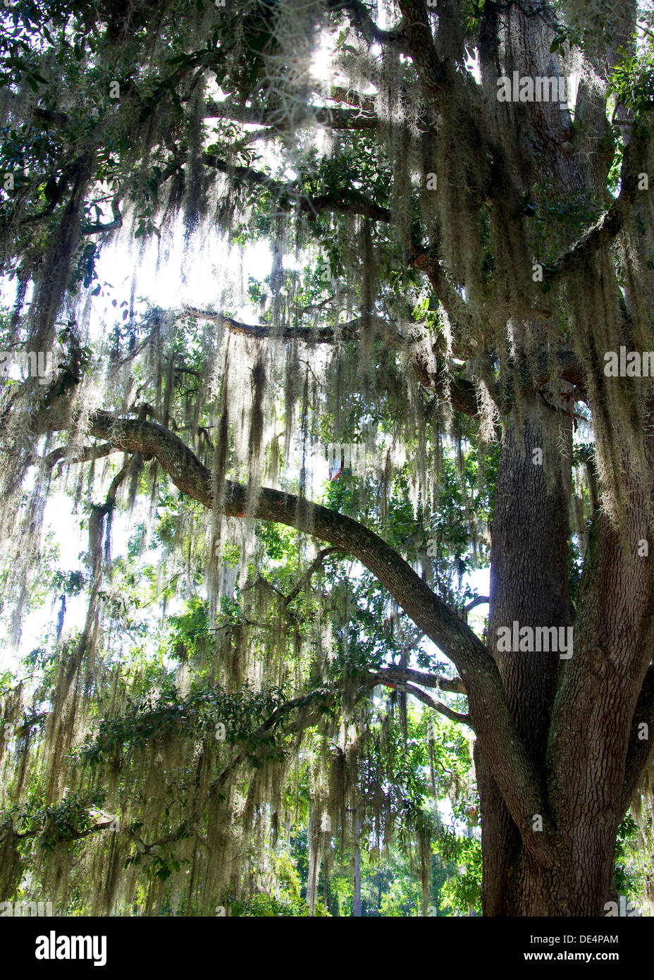 Live oak with Spanish Moss Stock Photo Alamy