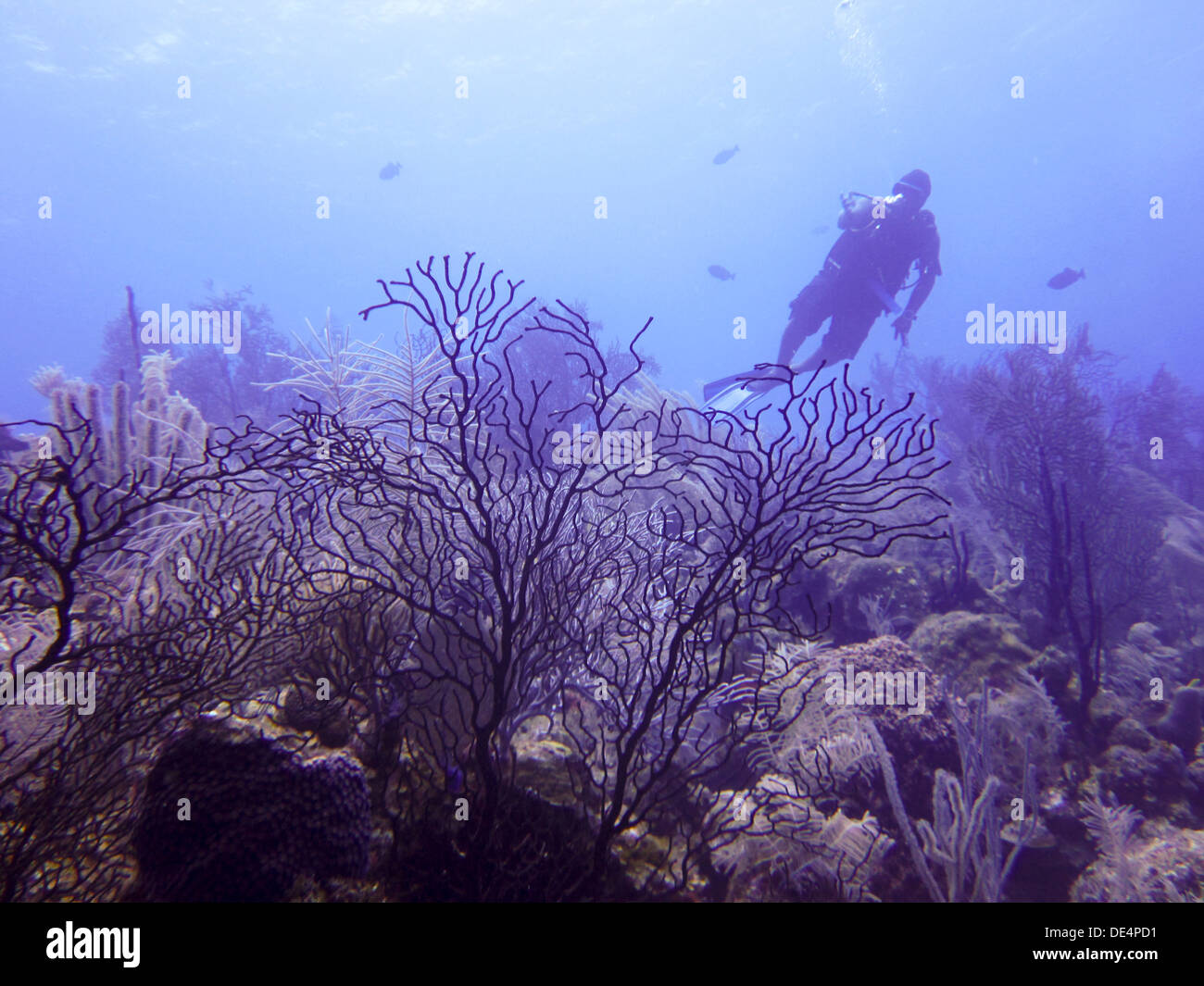 Scuba vacation hi-res stock photography and images - Alamy