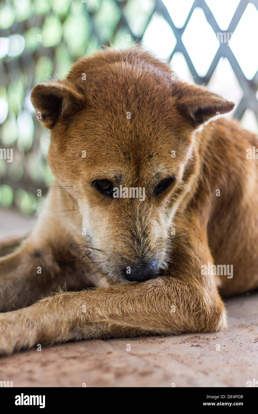 stray dog Stock Photo Alamy