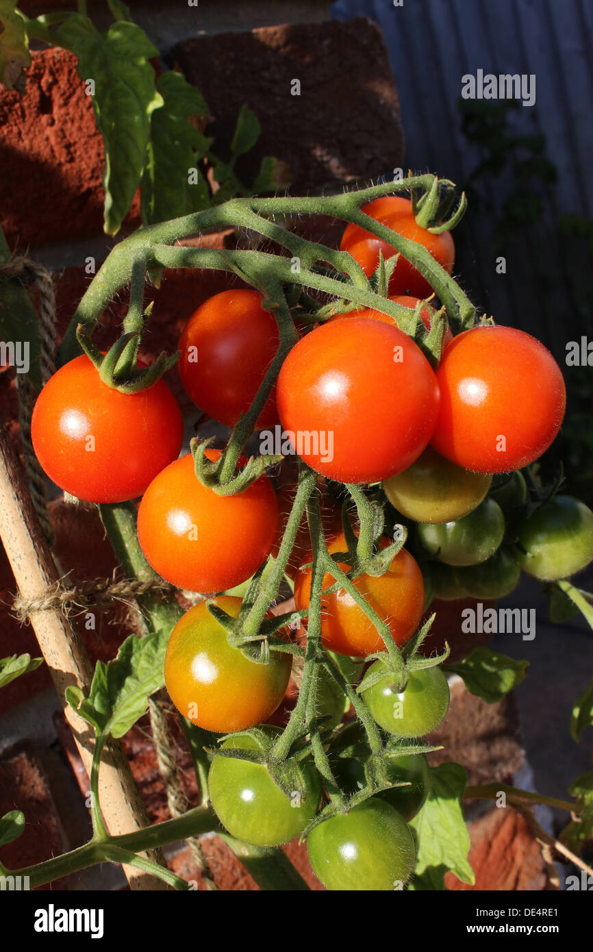 England Dorset Garden Gardener's Delight Tomatoes grow happily outside