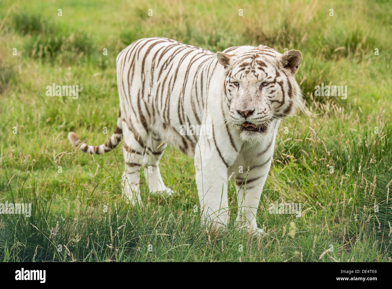white-bengal-tiger-stock-photo-alamy