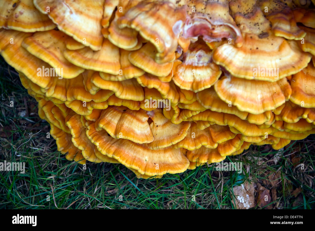 Bracket fungus Laetiporus sulphureus (chicken of the woods) on a dead tree trunk. Stock Photo