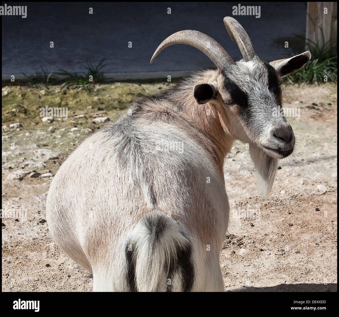 Goat florida hires stock photography and images Alamy