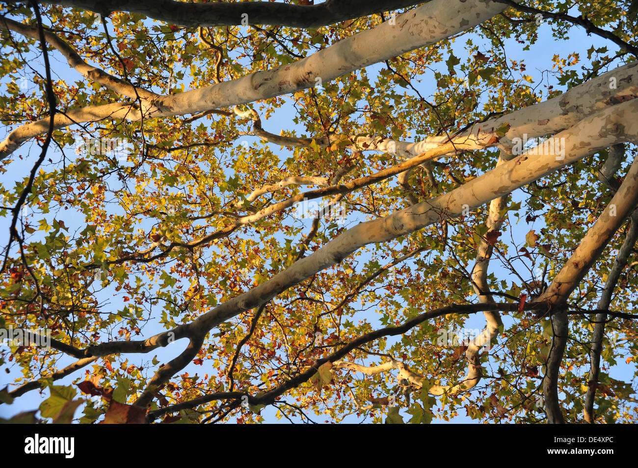plane tree in London Stock Photo - Alamy