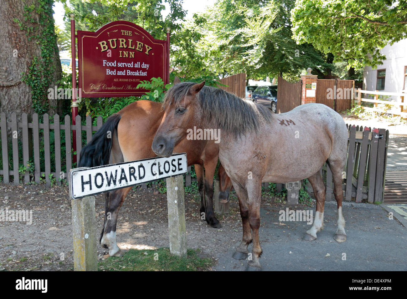 New Forest Ponies High Resolution Stock Photography And Images Alamy
