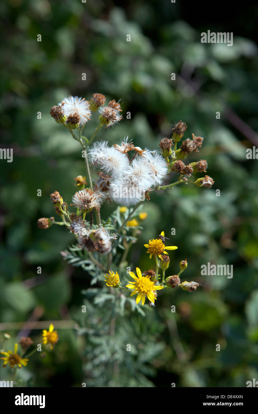 Seeding ragwort hi-res stock photography and images - Alamy