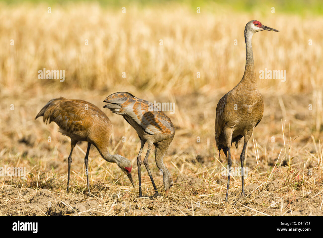 Creamers Field Migratory Waterfowl Refuge High Resolution Stock