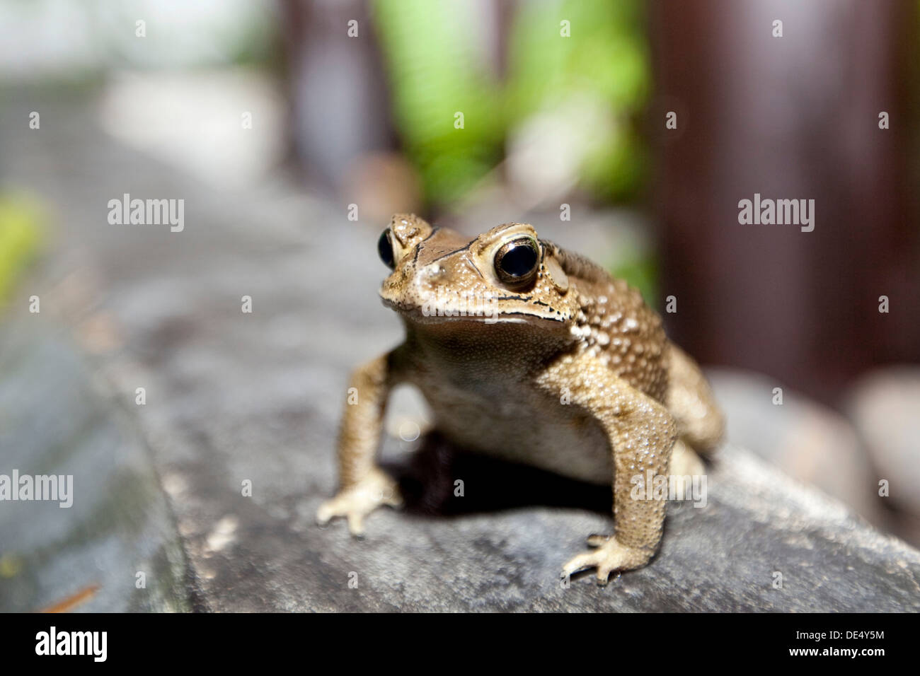 Toad (Bufonidae), Phuket, Thailand, Asia Stock Photo