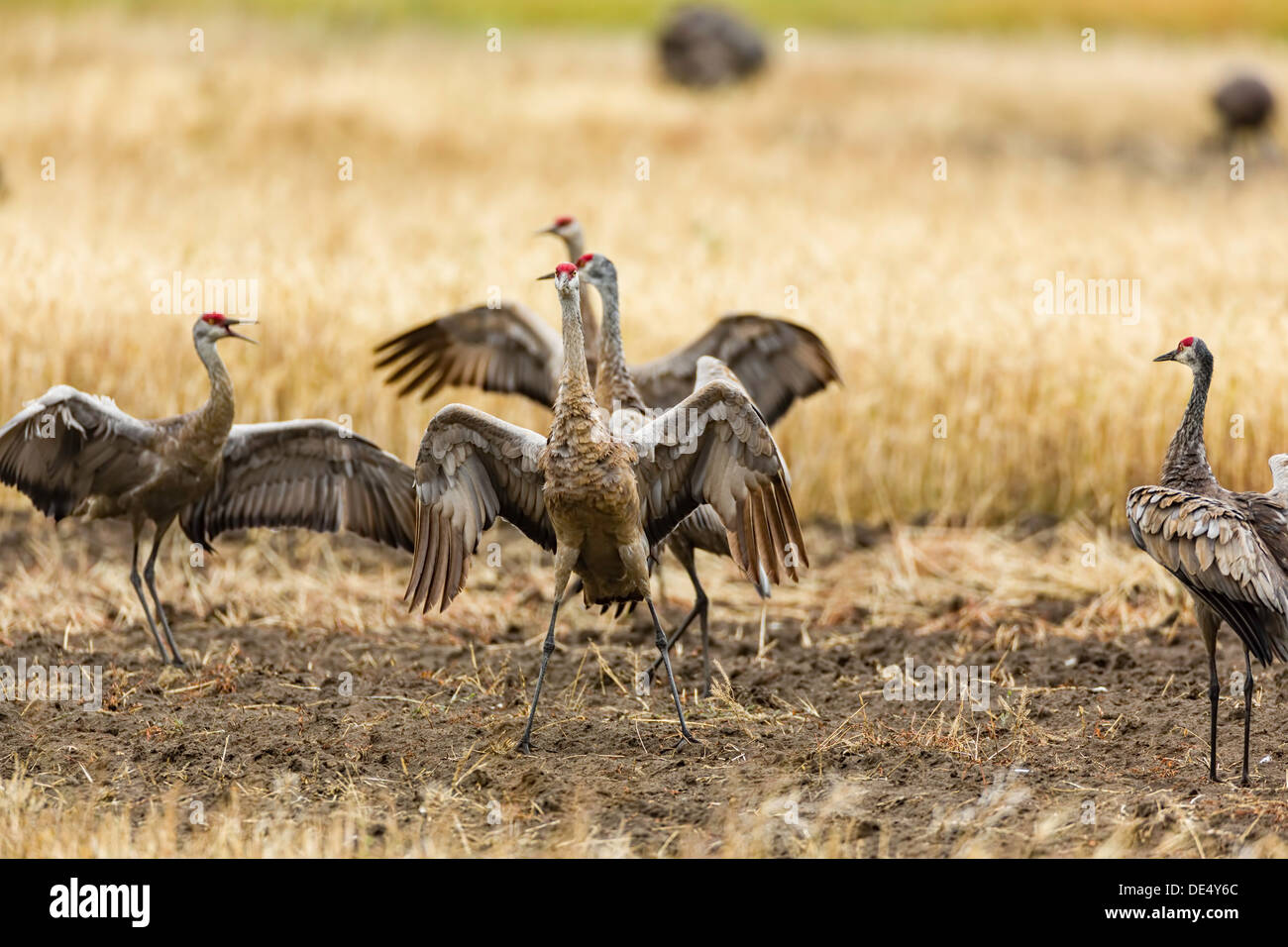 Creamers field migratory waterfowl refuge hires stock photography and