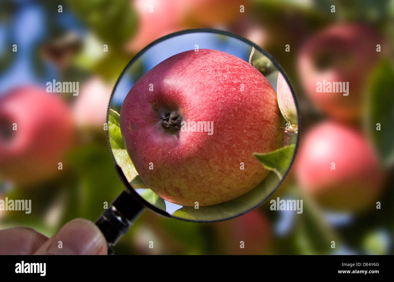Apple is examined under a magnifying glass Stock Photo Alamy