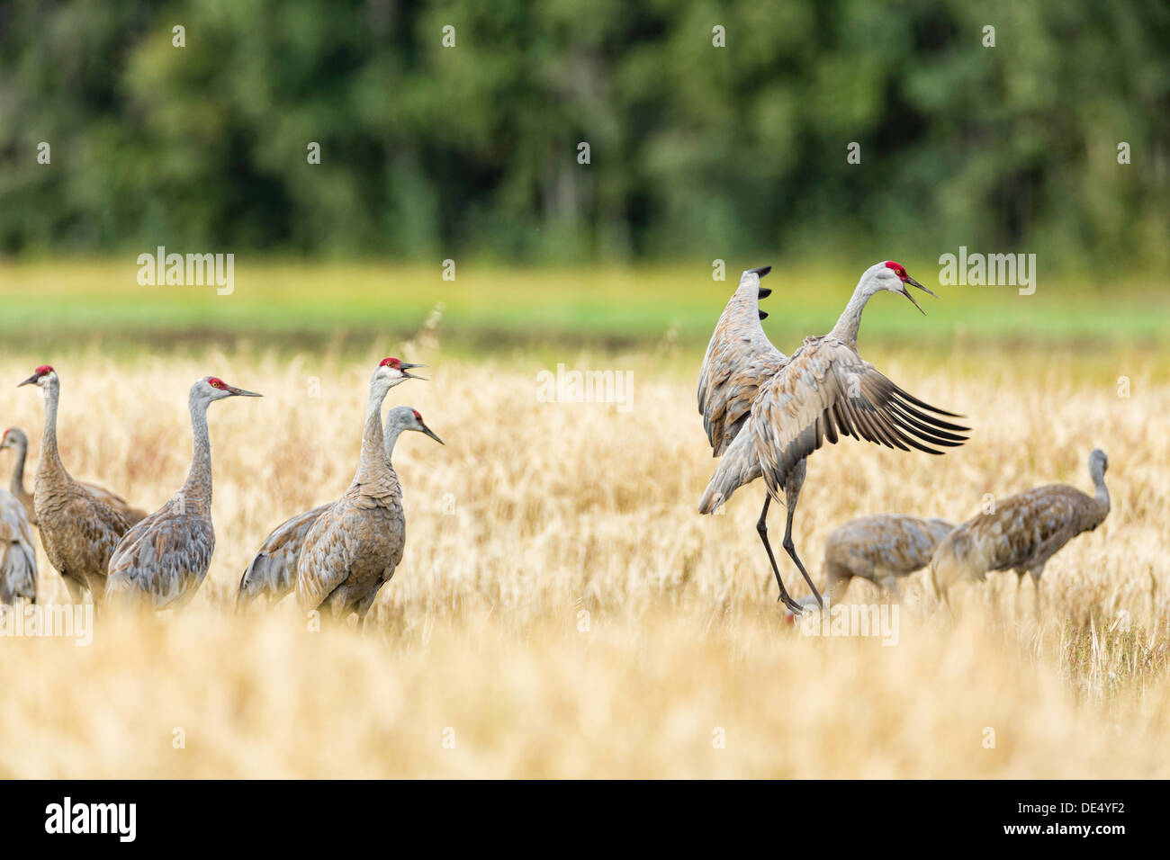 Creamers field migratory waterfowl refuge hires stock photography and