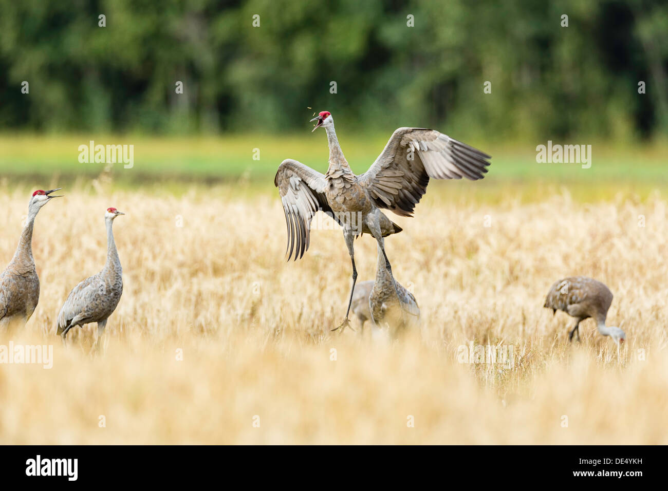 Creamers field migratory waterfowl refuge hires stock photography and