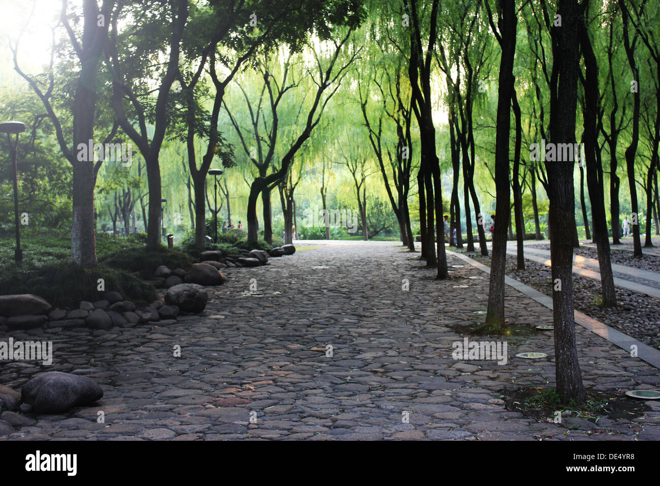 Sunlight on trees path hi-res stock photography and images - Alamy