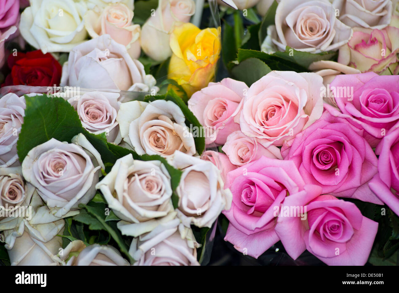 Roses (Rosa) Stock Photo