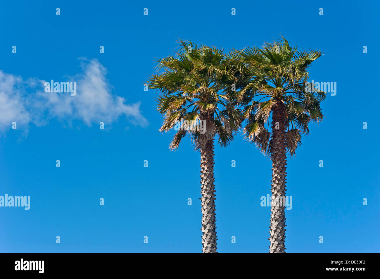 Blue sky two trees hi-res stock photography and images - Alamy