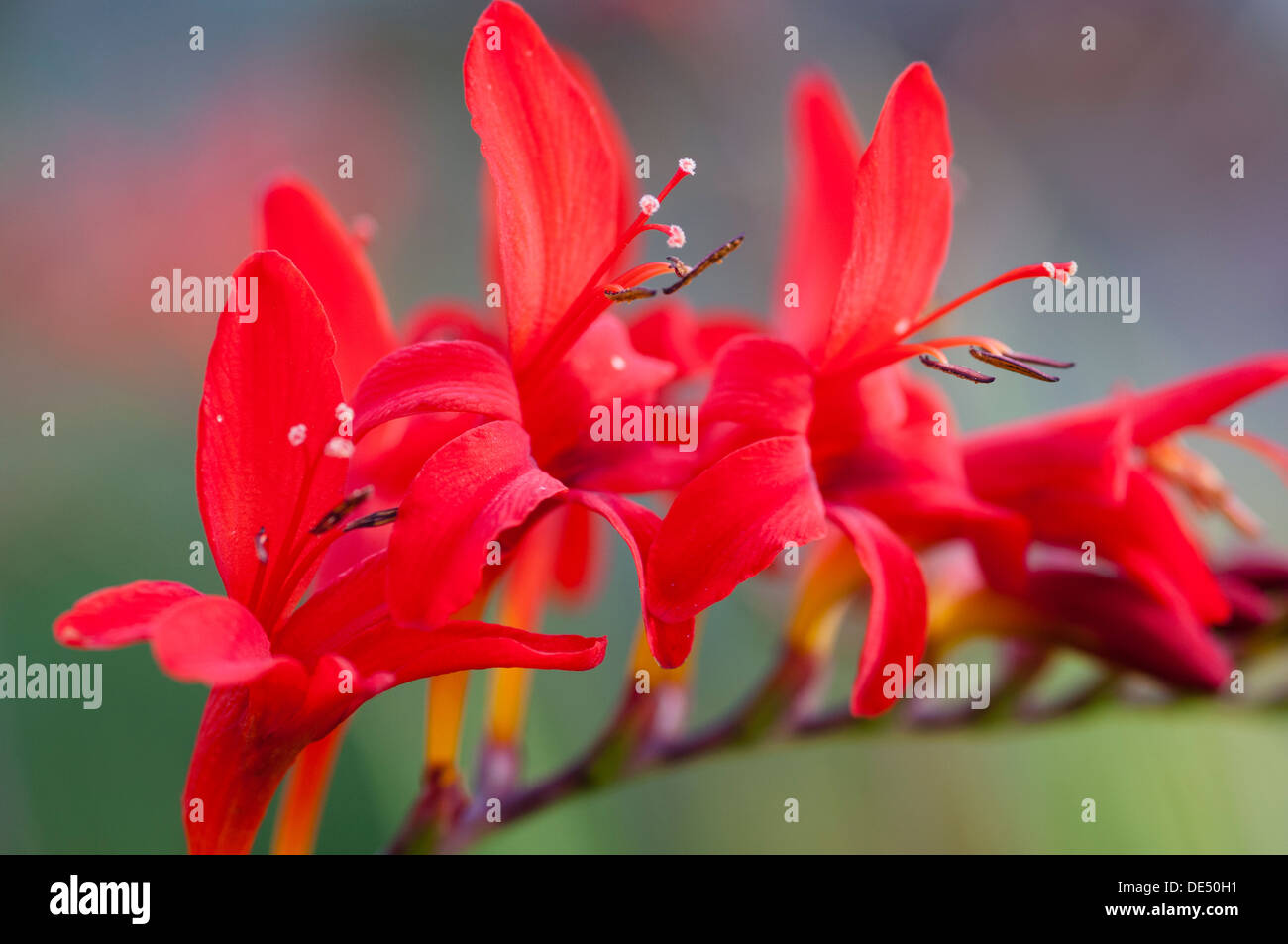 Crocosmia lucifer hi-res stock photography and images - Alamy