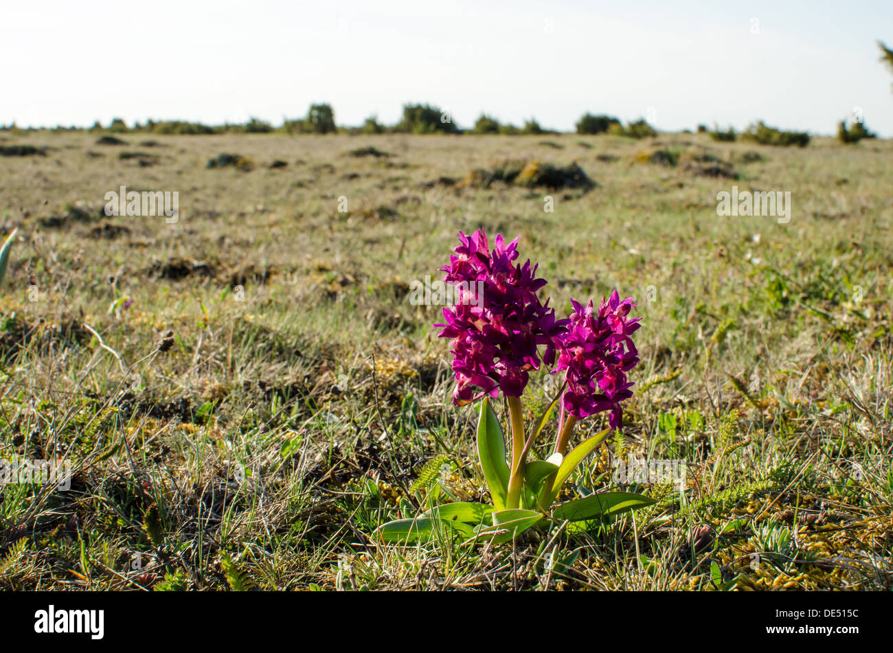 Blossom wild flowers at a plain grassland on the island Oland in Sweden. Stock Photo