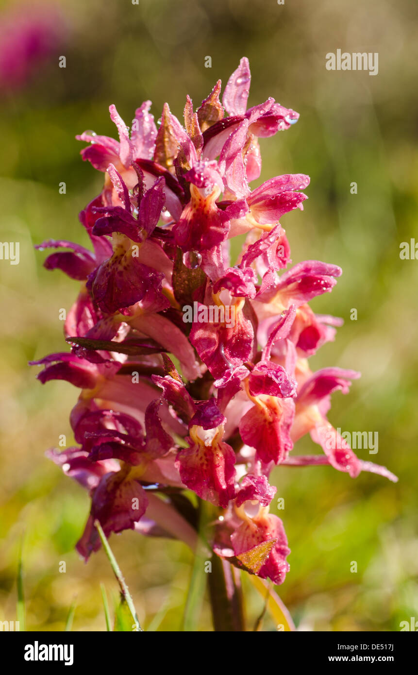 Pink Elder-flowered Orchid closeup. Photo taken at the Great Alvar Plain on the island Oland in Sweden. Stock Photo