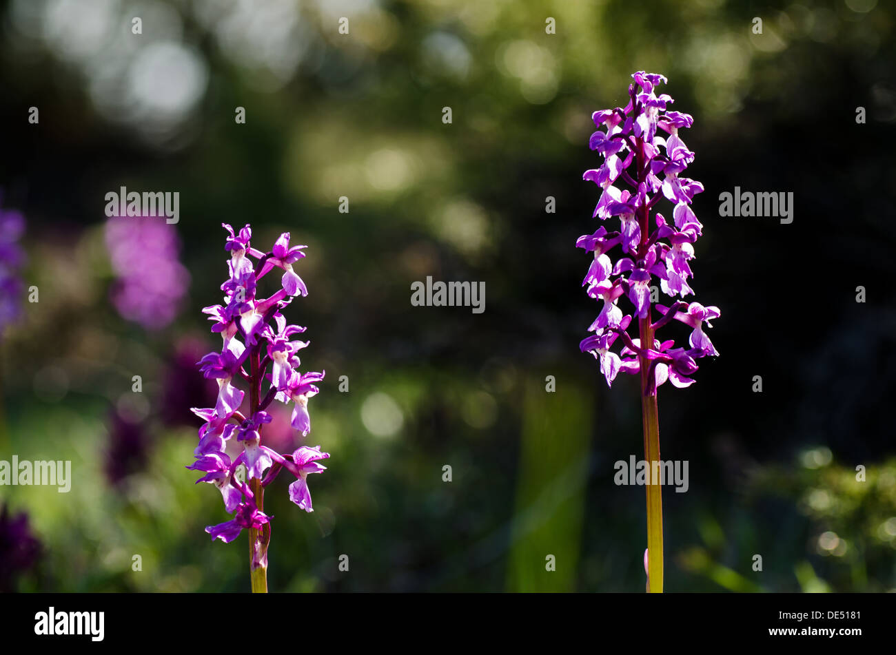 Orchid light blue background hi-res stock photography and images - Alamy