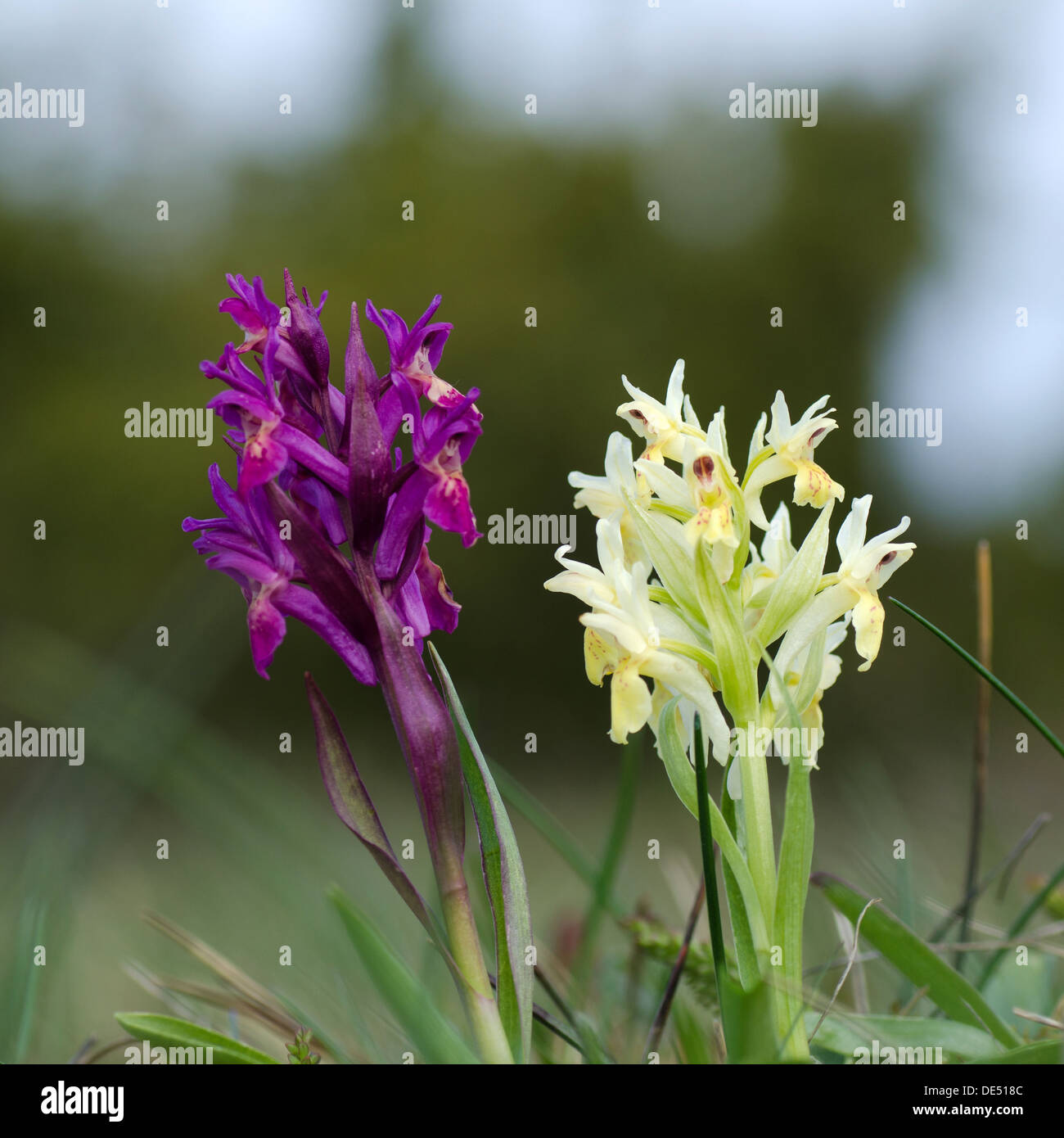 Pair of wild orchids Stock Photo