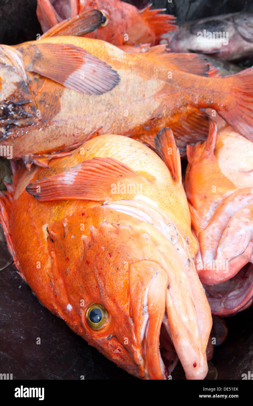 Halibut caught in the harbour of Valdez, Alaska, U.S.A Stock Photo Alamy