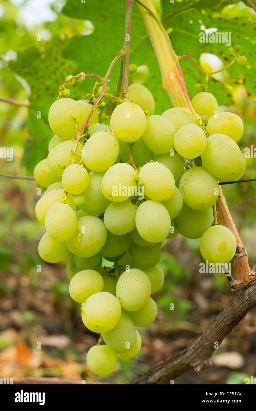 Bunch of white table grape with vine and leaves Stock Photo Alamy