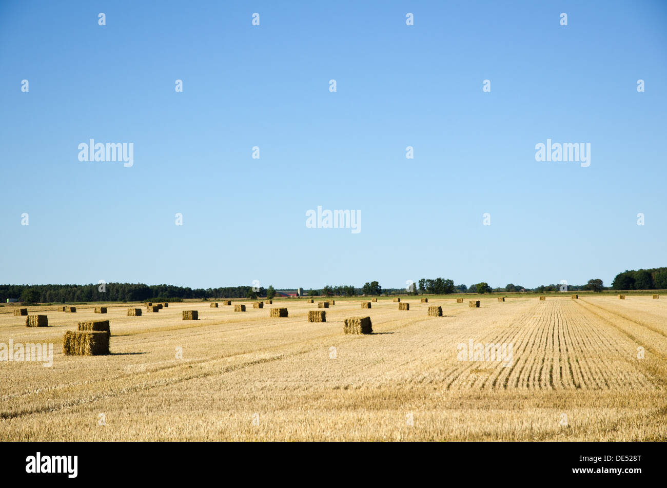 Fall tree line field hi-res stock photography and images - Alamy