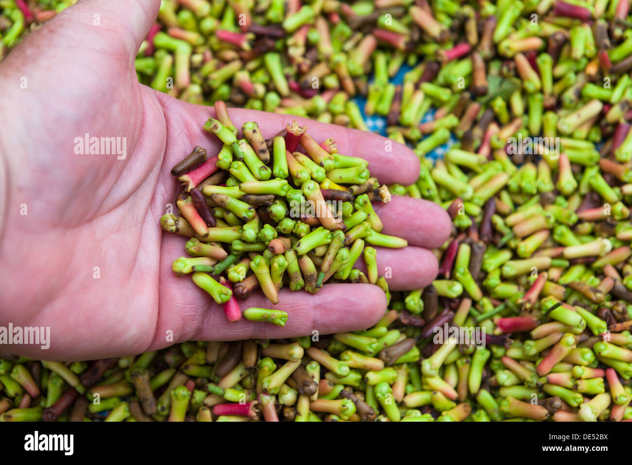 A hand is holding cloves that are spread out for drying, Kelod, Banjar