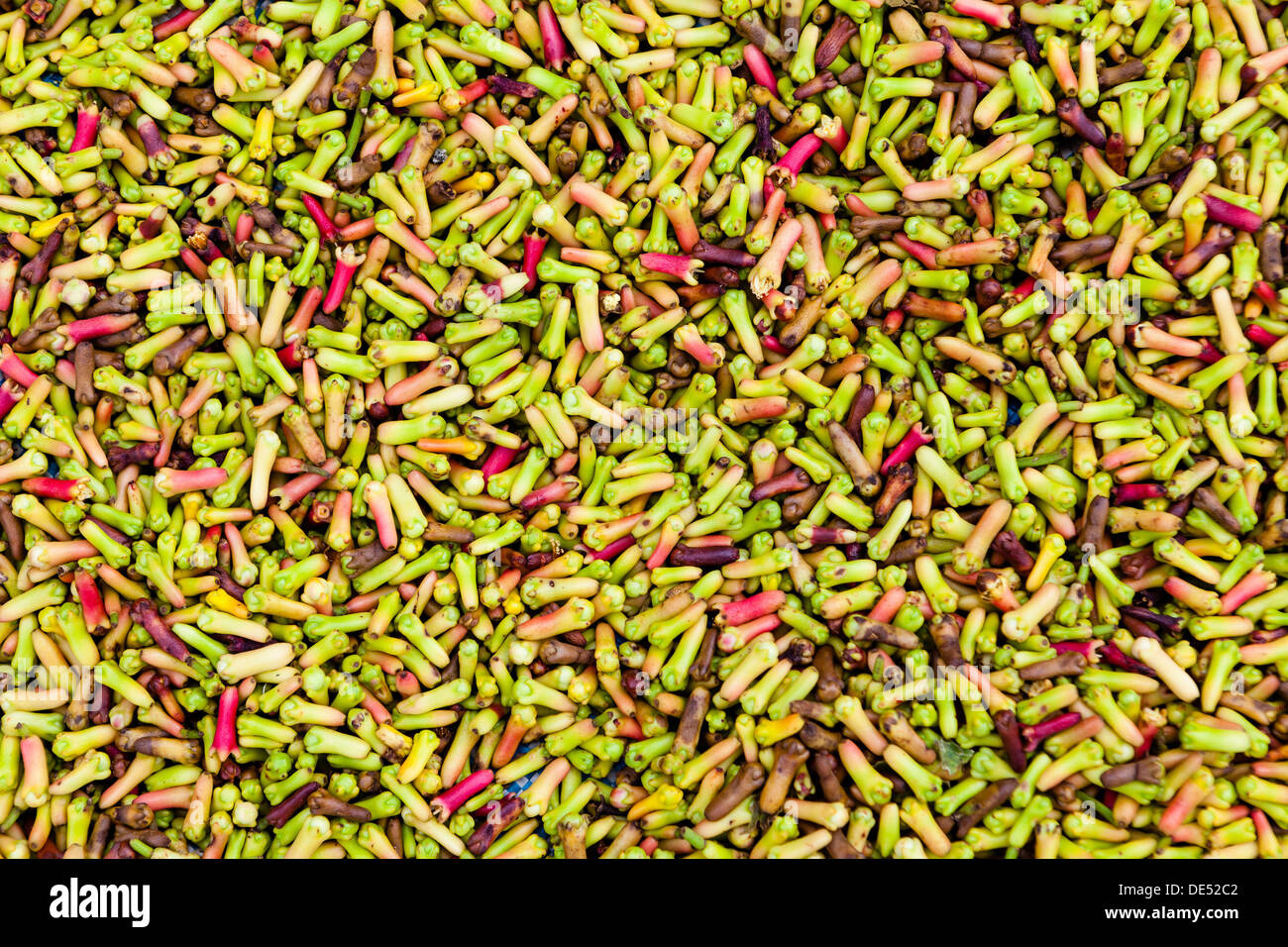 Cloves, spread out for drying, Kelod, Banjar, Bali, Indonesia Stock Photo